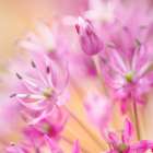 USA-Washington State-Seabeck Close-up of allium blossoms Art Print
